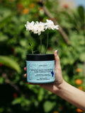 Blumin Kaktus Bounce Back Mask 400Ml